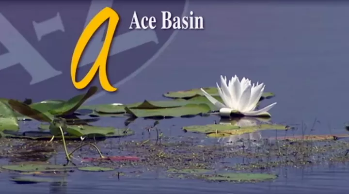 A is for Ace Basin