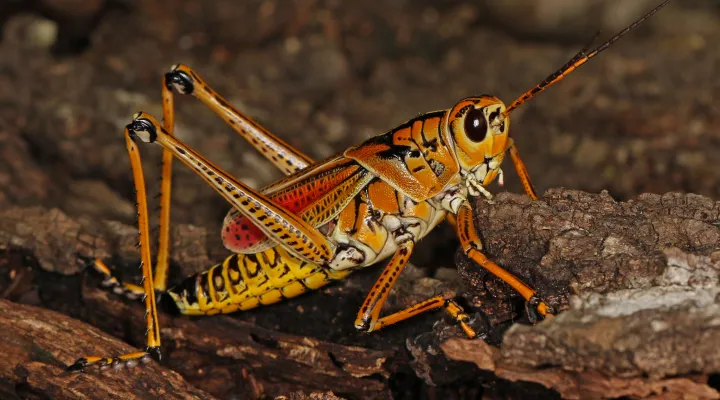  FILE - Eastern lubber grasshopper.