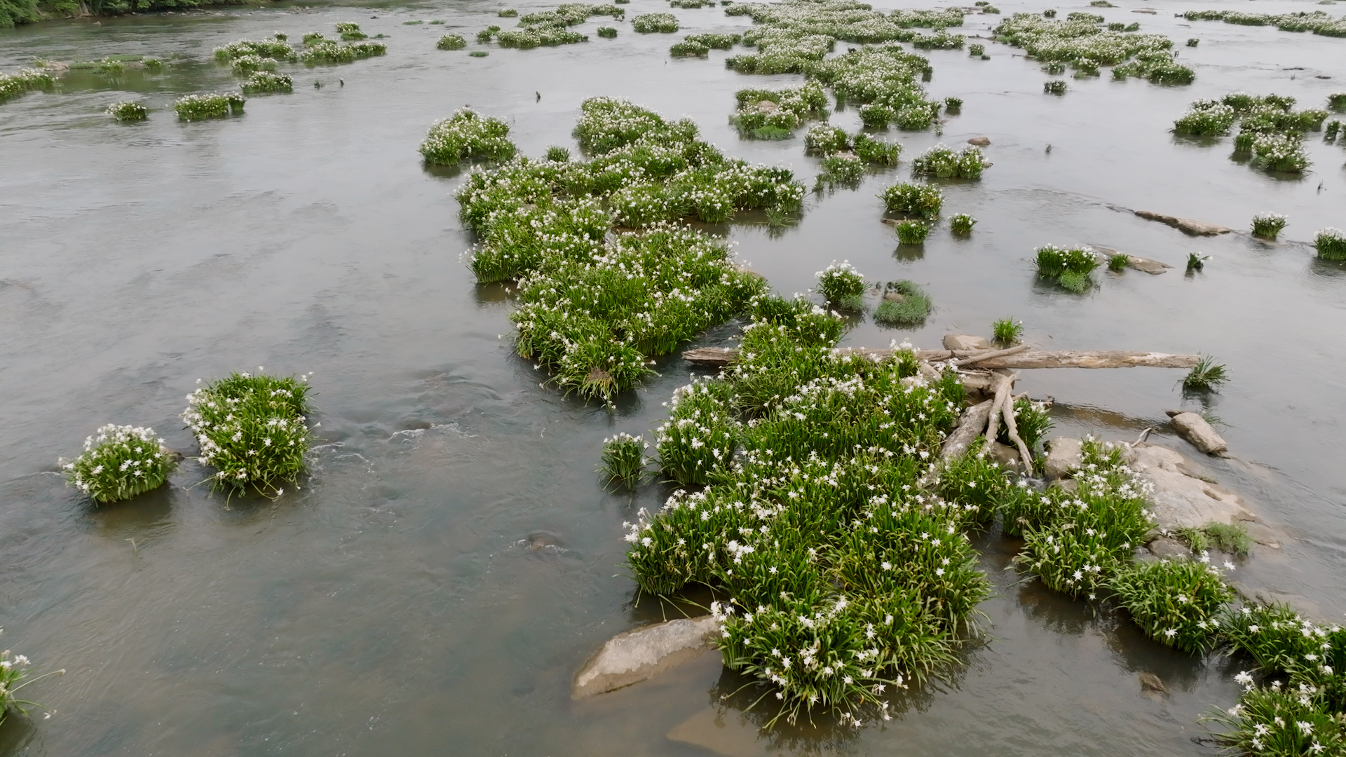 Santee River System | From the Sky | Stories | April 17, 2024 | South ...