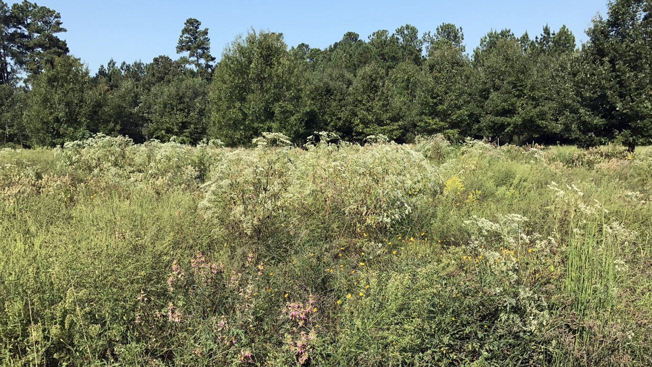 Cedar Leaf Farm Pollinator Plot Stories April 16 2018 South Carolina Etv 5058