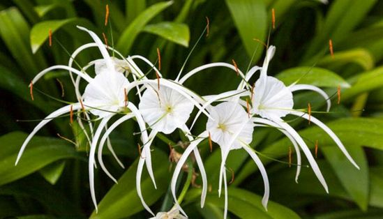 photo of a spider lily