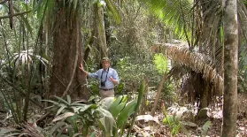 Season 2, Ep. 1: Belize – The Mayan Forest: asset-mezzanine-16x9