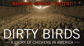 Dirty Birds: A Story of Chickens in America: asset-mezzanine-16x9