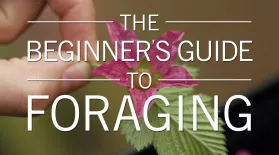 The Beginner's Guide to Foraging: asset-mezzanine-16x9