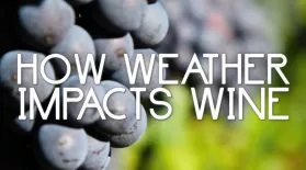 How Weather Impacts Wine: asset-mezzanine-16x9
