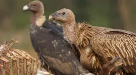 Vultures Scavenge a Carcass (GRAPHIC): asset-mezzanine-16x9