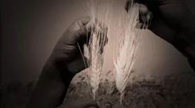 Search for high-yield Wheat: asset-mezzanine-16x9