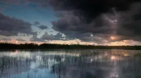 The Swamp: Trailer: asset-mezzanine-16x9