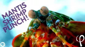 Mantis Shrimp Punch at 40,000 fps! - Cavitation Physics: asset-mezzanine-16x9