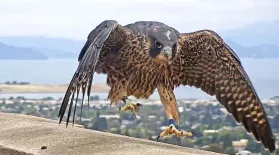 Watch These Peregrine Falcons Become Fierce Parents: asset-mezzanine-16x9