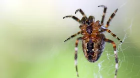 Is a Spider's Web a Part of Its Mind?: asset-mezzanine-16x9