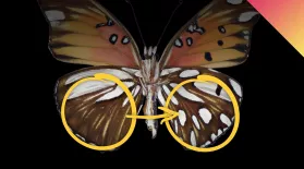 Using Gene Editing To Repaint Butterfly Wings: asset-mezzanine-16x9