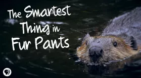 Beavers: The Smartest Things in Fur Pants: asset-mezzanine-16x9