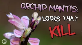 Orchid Mantis: Looks That Kill: asset-mezzanine-16x9