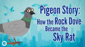 Pigeon Story: How the Rock Dove Became the Sky Rat: asset-mezzanine-16x9