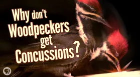 Why Don’t Woodpeckers Get Concussions?: asset-mezzanine-16x9