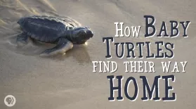 How Baby Sea Turtles Find Their Way Home: asset-mezzanine-16x9
