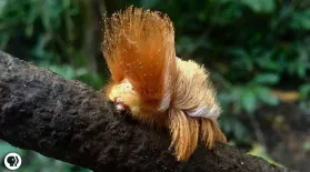 This Rainforest Caterpillar Looks Like Donald Trump: asset-mezzanine-16x9