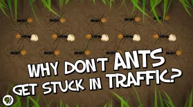 Why Don't Ants Get Stuck in Traffic: asset-mezzanine-16x9