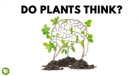 Do Plants Think?: asset-mezzanine-16x9