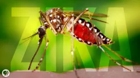 Should You Be Worried About Zika?: asset-mezzanine-16x9