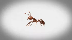 Inside the World of Fire Ants!: asset-mezzanine-16x9