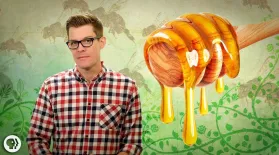How Do Bees Make Honey?: asset-mezzanine-16x9
