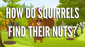 How Do Squirrels Find Their Nuts?: asset-mezzanine-16x9