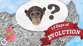 Why Are There Still Monkeys? - 12 Days of Evolution #10: asset-mezzanine-16x9