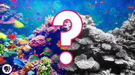 Can Coral Reefs Survive Climate Change? #OursToLose: asset-mezzanine-16x9