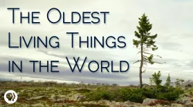 The Oldest Living Things In The World: asset-mezzanine-16x9