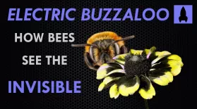 Electric Buzzaloo: How Bees See the Invisible: asset-mezzanine-16x9