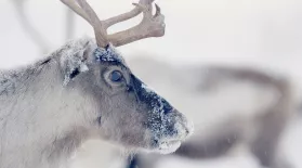 Follow Thousands of Reindeer on an Epic Journey: asset-mezzanine-16x9