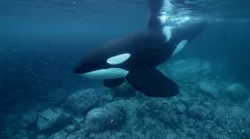 Why are Orcas Known as the “Wolves of the Sea”?: asset-mezzanine-16x9