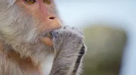 Tool-Using Macaques Could Drive Shellfish Extinct: asset-mezzanine-16x9