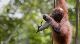 Orangutan Orphans Learn to Climb: asset-mezzanine-16x9