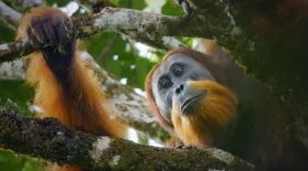 New Orangutan Species Filmed for First Time: asset-mezzanine-16x9