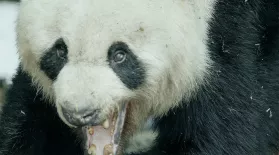 Wild Panda Courtship Filmed for First Time: asset-mezzanine-16x9
