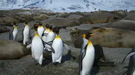 King Penguins Tiptoe Around Elephant Seals: asset-mezzanine-16x9