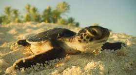Watch Tiny Turtles Tumble Towards the Sea: asset-mezzanine-16x9