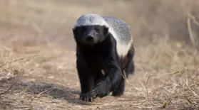 Are Honey Badgers One Of the World's Smartest Animals?: asset-mezzanine-16x9