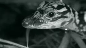 Watch Baby Alligators Hunt at Night: asset-mezzanine-16x9
