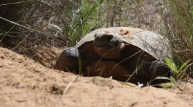 How the Gopher Tortoise Saves Hundreds of Animals from Fires: asset-mezzanine-16x9