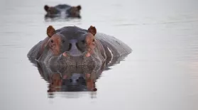 Hippos: Africa's River Giants - Preview: asset-mezzanine-16x9