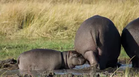 Watch a Protective Mother Hippo Guard Her Baby: asset-mezzanine-16x9