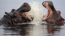 Hippos Fight Off Hungry Birds: asset-mezzanine-16x9
