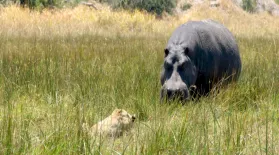 Hippos Battle Lions and Hyenas Over Carcass: asset-mezzanine-16x9