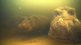 Inside NATURE – Hippos: Africa's River Giants: asset-mezzanine-16x9