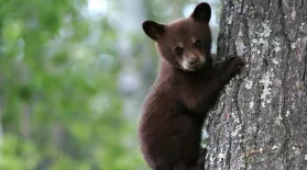 Black Bear Cubs Practice Climbing: asset-mezzanine-16x9