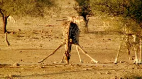 How Drinking Giraffes Avoid a Head Rush: asset-mezzanine-16x9